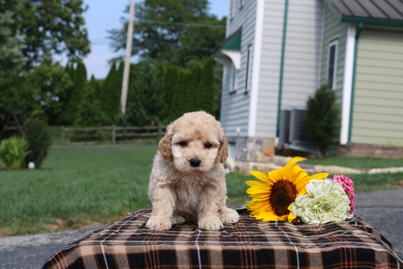 puppy, for, sale, Mini Goldendoodle F1, Matthew B. Stoltzfus, dog, breeder, Gap, PA, dog-breeder, puppy-for-sale, forsale, nearby, find, puppyfind, locator, puppylocator, aca